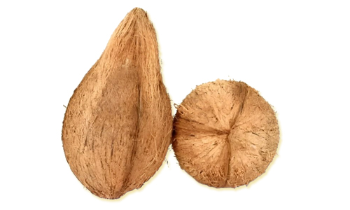coconut